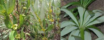 Image result for Fadogia variifolia