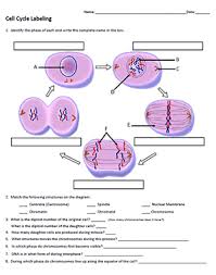 Resume examples > worksheet > the cell cycle worksheet answer key. Cell Cycle Label