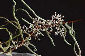 Image result for Rhipidoglossum burttii