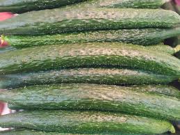 Image result for Cucumis cinereus