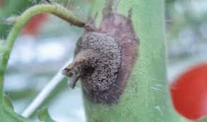 Image result for tomato seedling botrytis