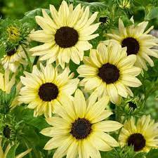 Check spelling or type a new query. Sunflower Flower Garden Seeds Italian White 1 Oz Annual Wildflower Gardening Seeds Sun Flower Walmart Com Walmart Com
