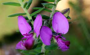 Image result for Polygala gazensis