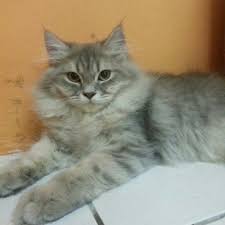 Post pics of your maine coons! Persian Cat Mixed With Maine Coon Persian Cats For Adoption