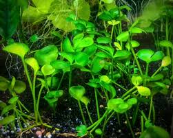Image result for Marsilea vera