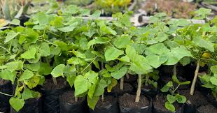 Image result for Erythrina afra