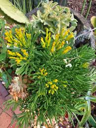 Image result for Senecio letouzeyanus