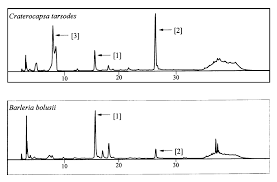 Image result for Craterocapsa