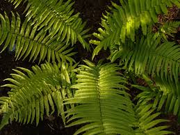 Image result for Dryopteris