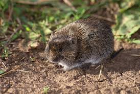 Польові мишоподібні гризуни: боротьба хімічними засобами