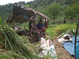 Pengalaman dari seorang petani di desa setabu kecamatan sebatik barat melalui seorang ppl bernama asri aziz (33) ini diperoleh saat dia bekerja di sawah dan kebun kakaonya sendiri. Gubuk Di Sawah
