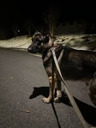 Catskill Animal Rescue Inc.'s Sullivan County NY Lost & Found Pets