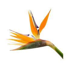 Great songwriting again and beatiful use of dx7 all around with some soft percussions. Birds Of Paradise