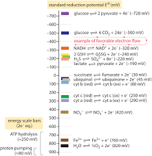 What Is The Redox Potential Of A Cell