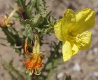 Image result for Oenothera indecora