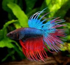 The 5 Best Betta Water Conditioner 2020 Reviews Guide