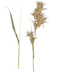 Image result for Cymbopogon pospischilii