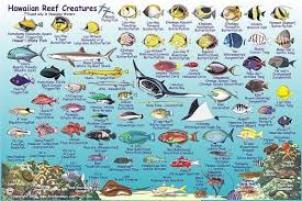 Kauai Reef Fish Guide In 2019 Coral Reef Animals Hawaiian