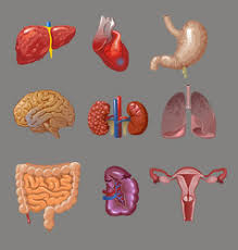 Men and women body parts are mostly alike, except for a few sexual differences. Female Human Internal Organs Vector Images Over 2 200