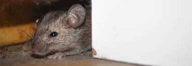They will seek out any defect in your home to gain access. Just How Do Mice Get In To Your House