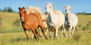 Pat patrouille ryder et marcus coloriage pour les gommettes l. Le Cheval Description Lieu De Vie Alimentation Reproduction Des Chevaux