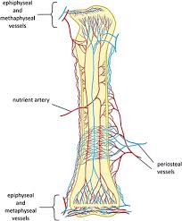 In this video we discuss the parts of a long bone and some of the functions of each of those bone parts. The Role Of Vasculature In Bone Development Regeneration And Proper Systemic Functioning Springerlink