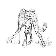 Cheetahs Never Prosper Animals Sketch Wildlife Art Drawing Doodle Artist Artistsoninstagram Artistsofinstagra Animal Drawings Cat Art Animal Sketches