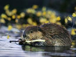 Holding A Twig In Its Claws A Beaver Gnaws The Bark With Its Sharp Teeth Beavers Are One Of The Largest Rodents On Earth Photog Biber Ausgestopftes Tier Jagd