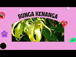 Bunga dengan nama ilmiah jasminum sambac (l.) aiton ini merupakan tumbuhan asia selatan yang sudah sangat dikenal di indonesia. Mengenal Nama Bunga Bunga Di Malaysia Jenis Bunga Youtube
