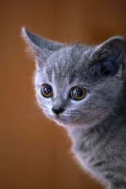 We did not find results for: Silver Tabby Kitten Animal Cat Kitten British Blue Cat Pet British Shorthair Gaze View Cat S Eyes Pxfuel