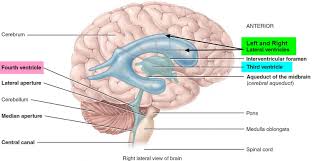 Ventricles Of The Brain Anatomy Function Enlarged Ventricles Of Brain
