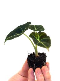 This is a miniature or a dwarf jewel alocasia. Alocasia Black Velvet Buy Online In Sweden At Sweden Desertcart Com Productid 169125242
