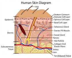 The human skin is the outer covering of the body and is the largest organ of the integumentary system. Good News Labelled Pictures Of Human Skin How To Draw Skin Layers Integumentary System Step By Step Drawing Youtube Download In Under 30 Seconds