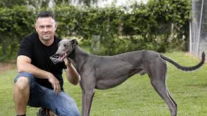 Get a greyhound that is right for you at greyhound pets of amarica charlston.com and. Greyhound Racing Tommy Shelby Lands In Sydney For The Million Dollar Chase Daily Telegraph