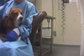 HSUS undercover investigation shows beagles being poisoned ...