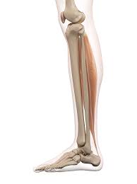 The human leg, in the general word sense, is the entire lower limb of the human body, including the foot, thigh and even the hip or gluteal region. Human Leg Muscles Photograph By Sciepro
