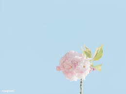Birth Month Flower Grow Kit Canada Tree In Bloom London Canada Free Image By Rawpixel Com Scott Webb Cherry Blossom Pictures Flower Illustration Tree Photography