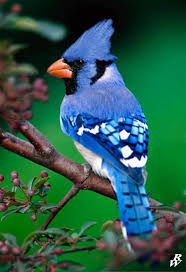 Blue Birds That Look Like Cardinals Blue Cardinal Bird Blue Cardinal By Dwarf4r On Deviantart Blue Jay Blue Jay Bird Bird
