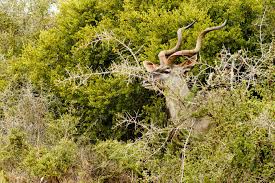 Greater Kudu Hiding Behind The Thorny Bushes Greater Kudu Standing And Hiding Behind The Thorny Bushes Thorny Bushes Kudu Giraffe
