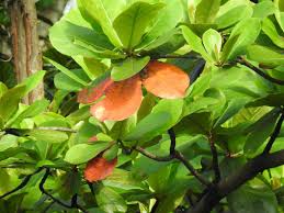 Image result for Terminalia