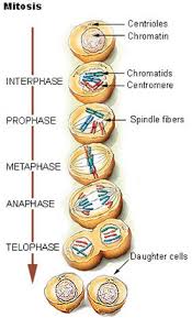 There are three stages of interphase: Seer Training Cell Function