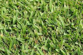 Maybe you would like to learn more about one of these? Best Grasses For Residential Landscapes In North Texas Peterson S Landscape