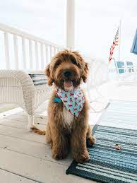 We Got A Goldendoodle Puppy Chocolate And Lace Goldendoodle Puppy Goldendoodle Miniature Goldendoodle