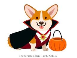 Corgi Dog Wearing Vampire Halloween Costume With Black Cape Fangs White Shirt And Dark Red Vest With Pumpkin Trick Or T Corgi Art Corgi Dog Dog Stock Images