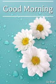 Good Morning Good Morning Greetings Good Morning Flowers Good Morning Rainy Day