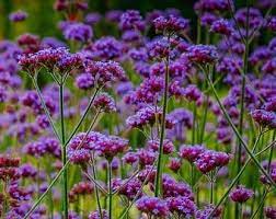 Creeping Mother Of Thyme Thymus Serpyllum 100seeds Etsy Flower Seeds Verbena Plant Drought Tolerant Plants