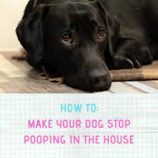 How Do You Stop A Dog From Peeing And Pooping In The House