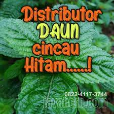 Pembayaran mudah, pengiriman cepat & bisa cicil 0%. Jual Daun Cincau Hitam 0822 4117 3744 Home Facebook