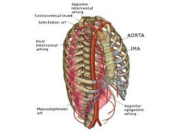 Rib cage pain may be sharp, dull, or achy and felt at or below the chest or above the navel on either side. Anatomy Thorax Superior Intercostal Arteries Article