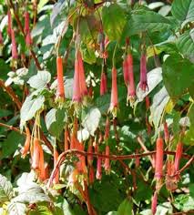 Image result for Fuchsia splendens